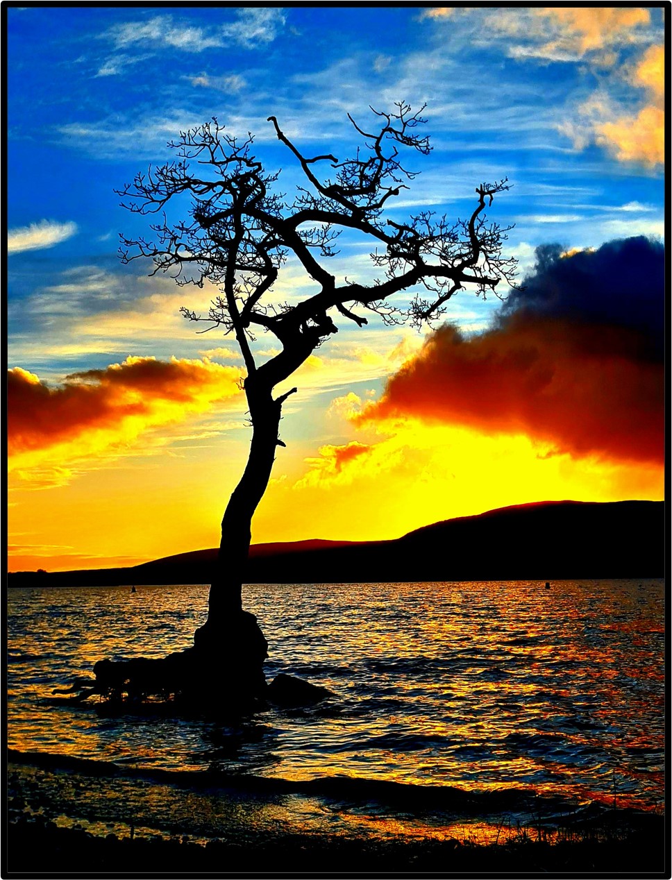 Milarrochy Bay Tree At Sunset (Mounted Size 10 inch by 12 inch)