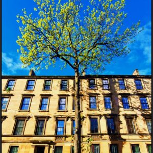 The Argyle Street Ash Tree Print (Mounted Size 10 inch by 12 inch)