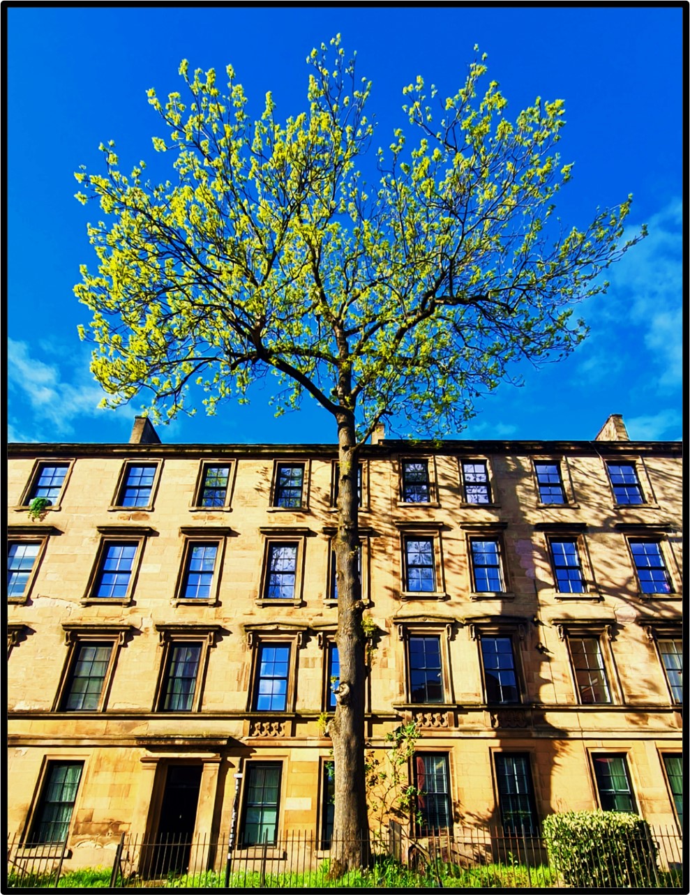 The Argyle Street Ash Tree Print (Mounted Size 10 inch by 12 inch)