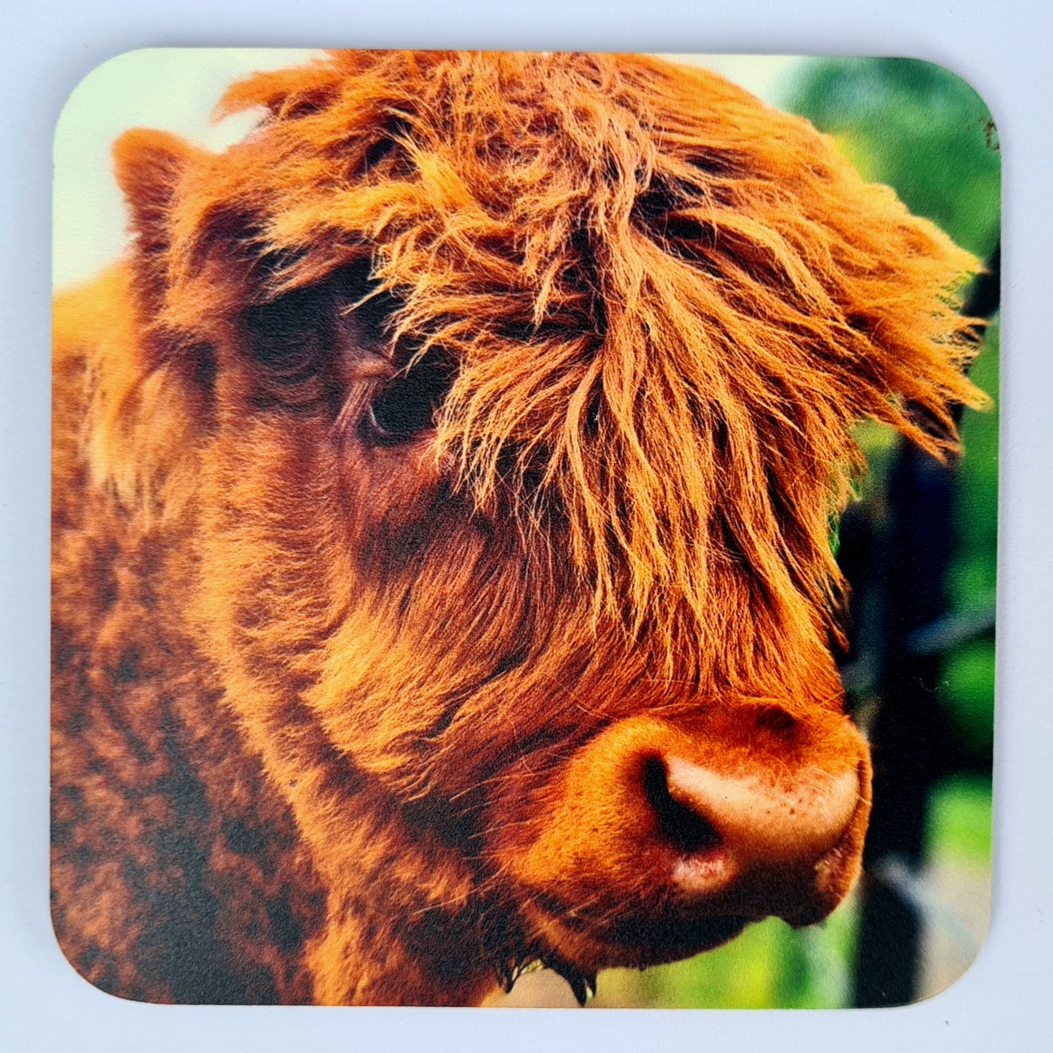 Pollok Park Highland Cow Wooden Coaster (9cm by 9cm)